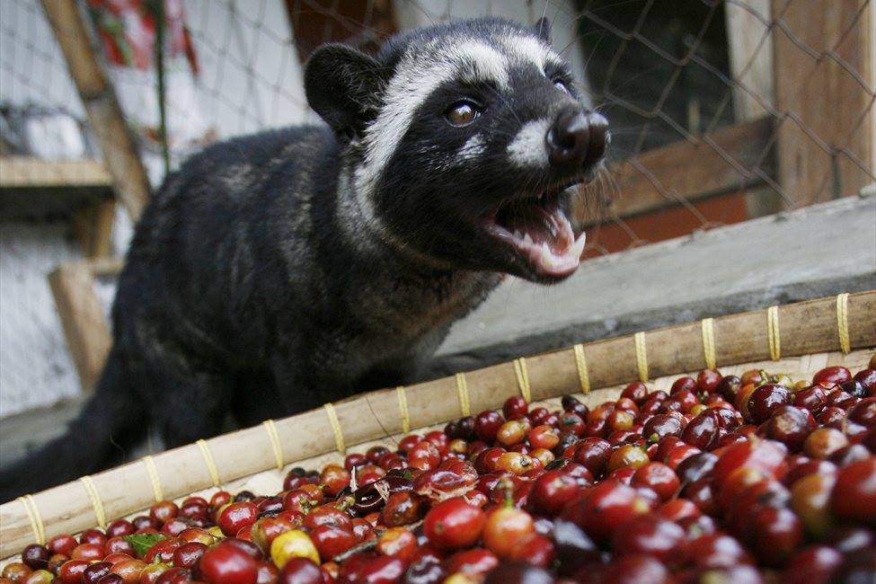 civet ham kahve ağzını açmış civet kedisi afrika_civeta k.jpg