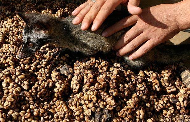 civet-push_civet sıçtığı kahve ile resimi k.jpg