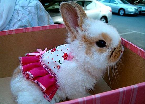 elbiseli tavşancık tatlı küçük resim normal_hayvan_resimleri_turksitesi_com073 2 3.jpg