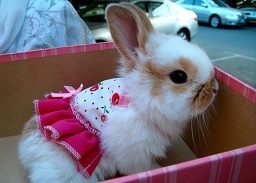 elbiseli tavşancık tatlı küçük resim normal_hayvan_resimleri_turksitesi_com073 2.jpg