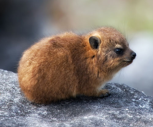 hyrax canlısı yavru sanırım.jpg