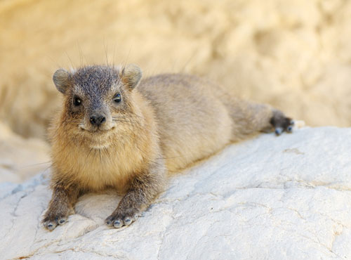 tatlı hyrax canlısı gülümsüyor.jpg