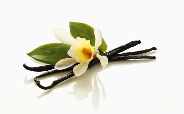 Vanilla_orchid vanilya çubuğu çiçeği vanilya yaprağı.jpg