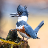 beltedkingfisher