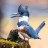 beltedkingfisher